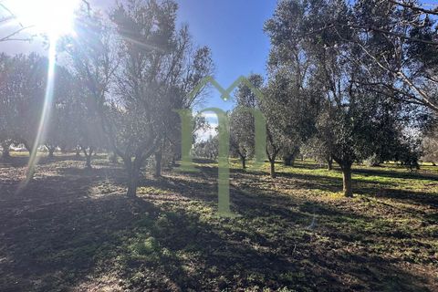 Ruinere i Brindisi, Brindisi, Brindisi - € 68.000 | Ref: Casolare Bern - foto 4